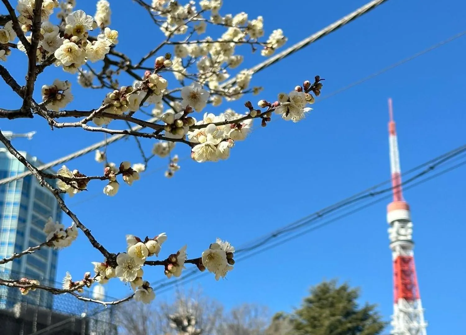 Hotel Rose Stay Tokyo Shiba Park